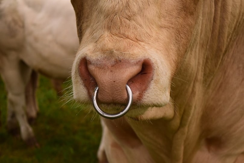 Cow with a nose ring portrait