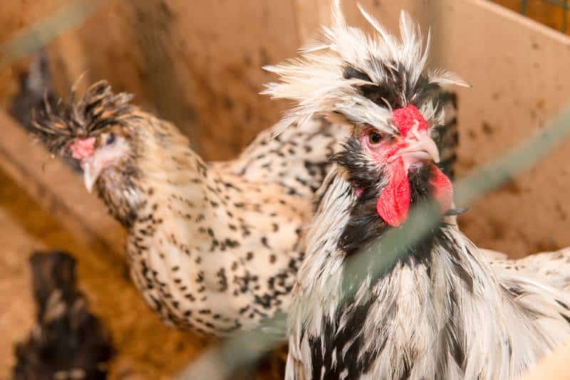 Crevecoeur chickens in a pen