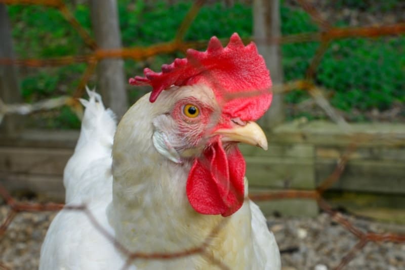 Croad Langshan rooster portrait