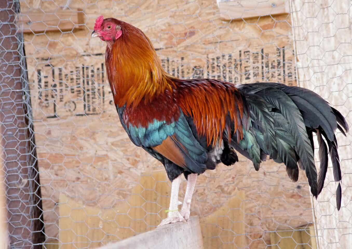 Cubalaya Chicken