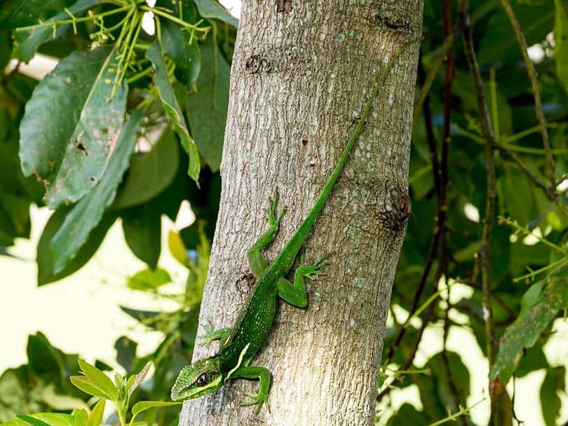 Cuban Knight Anole clinging on a tree