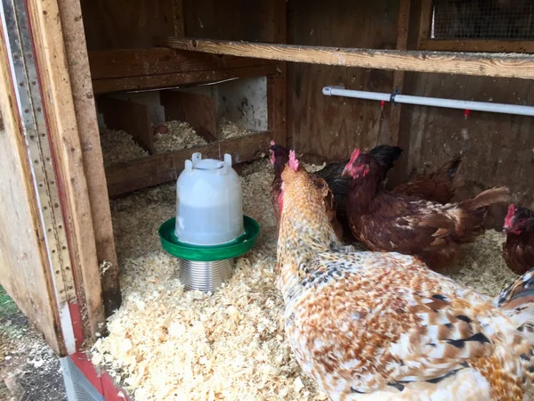 DIY $5 Heated Chicken Waterer