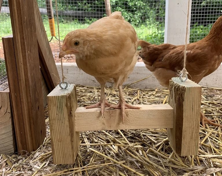 DIY Chicken Swings