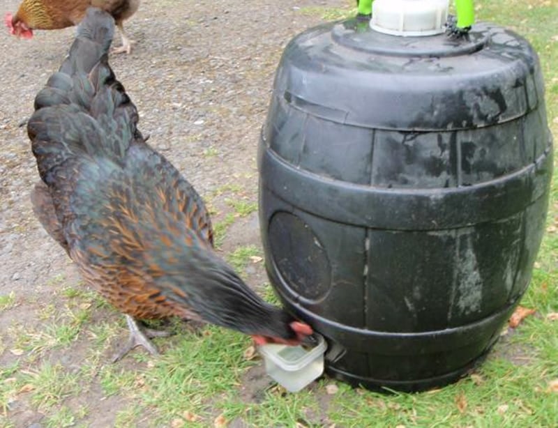 DIY Chicken Waterer and Feeders