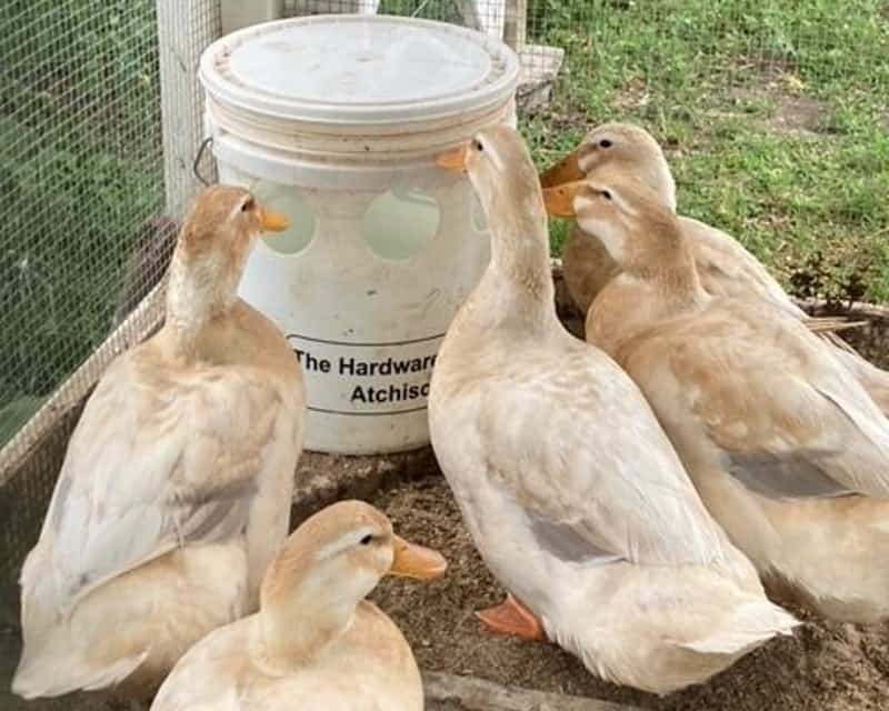 DIY Duck Waterers