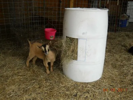 DIY Plastic Drum Goat Hay Feeder
