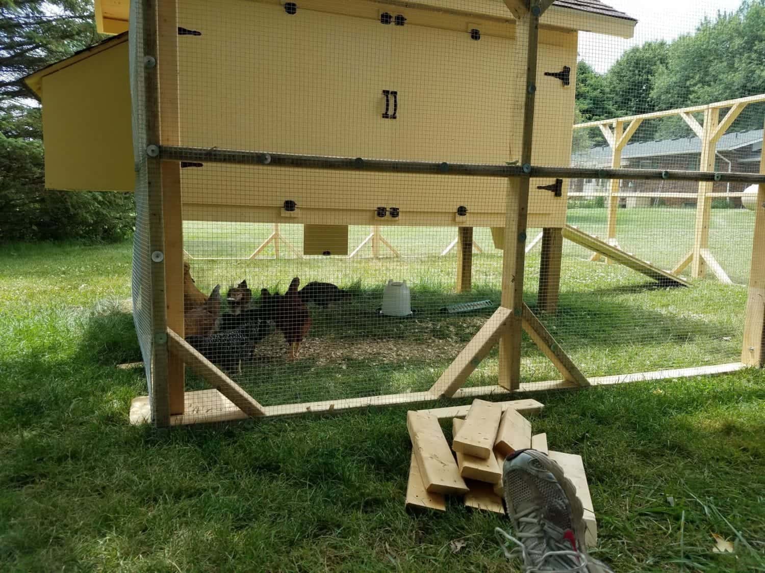DIY Predator-proof chicken coop