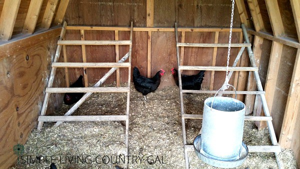 DIY Shed conversion chicken coop