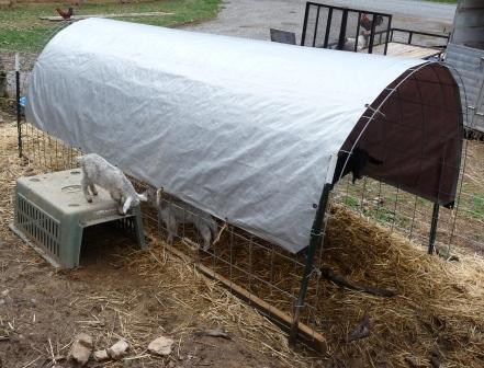 DIY Tarped Shelter Mountain Hollow Farm