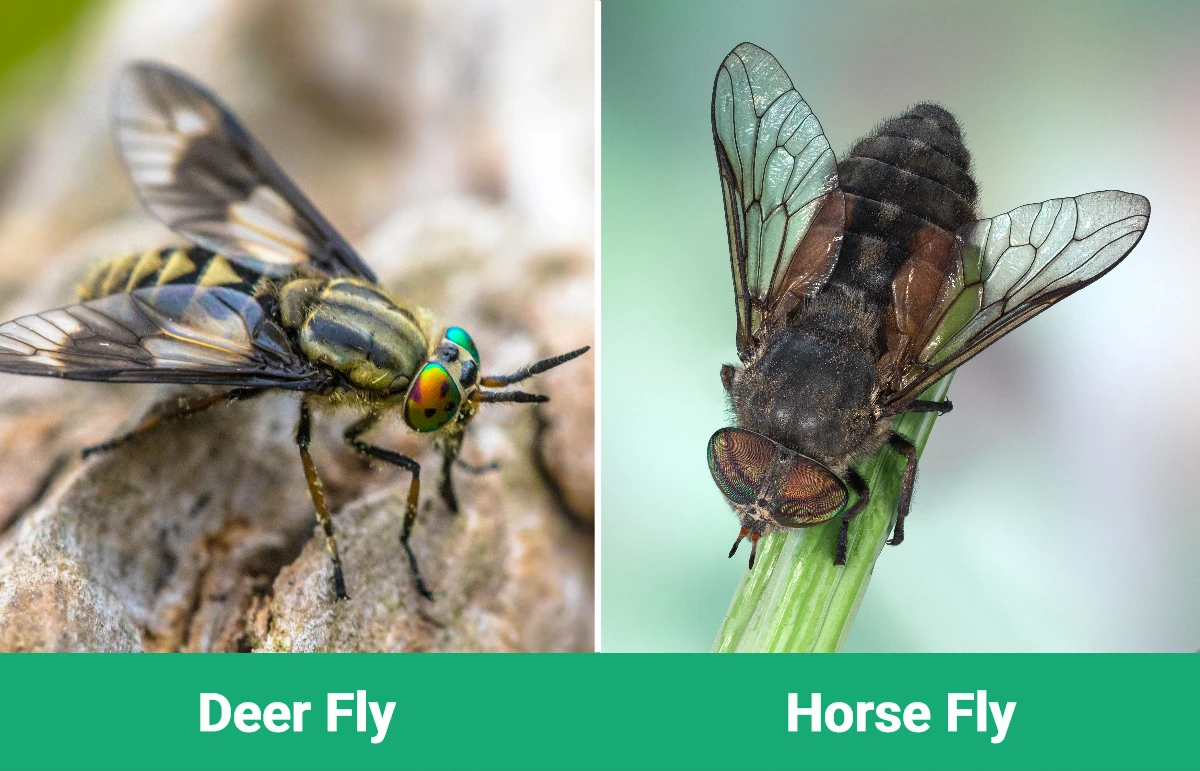Deer Fly vs Horse Fly - Visual Differences