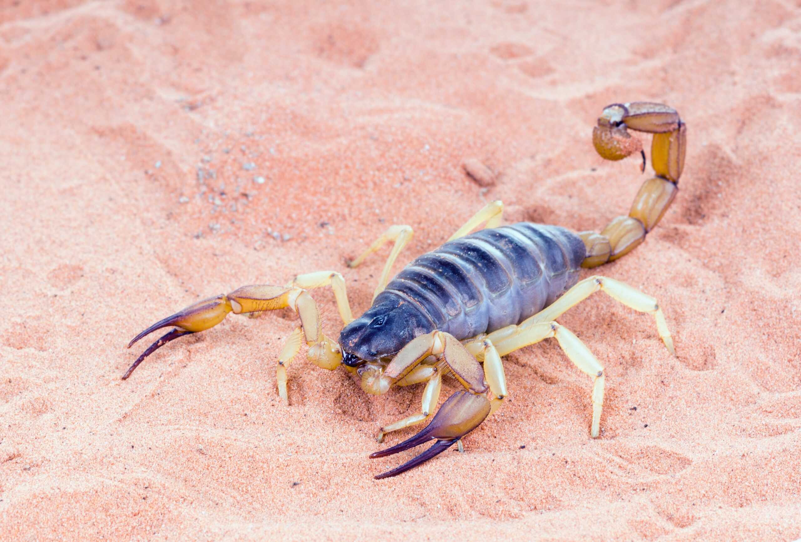 Desert hairy scorpion (Hadrurus arizonensis)