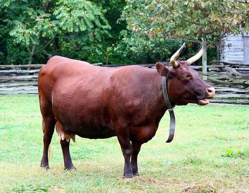 Devon Milk cow