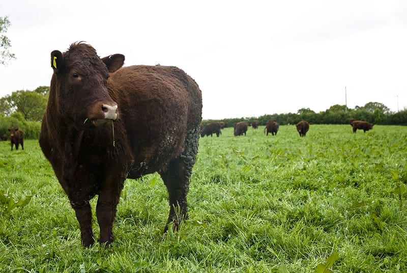 Devon Red cow standing in a field