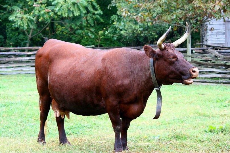 Devon cattle standing in the yard