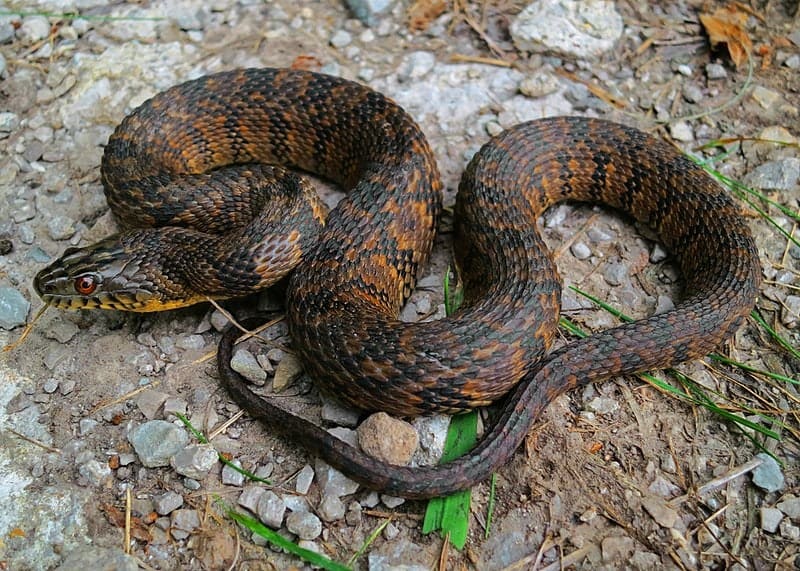 Diamondback Water Snake (Nerodia rhombifer) (9438262253)