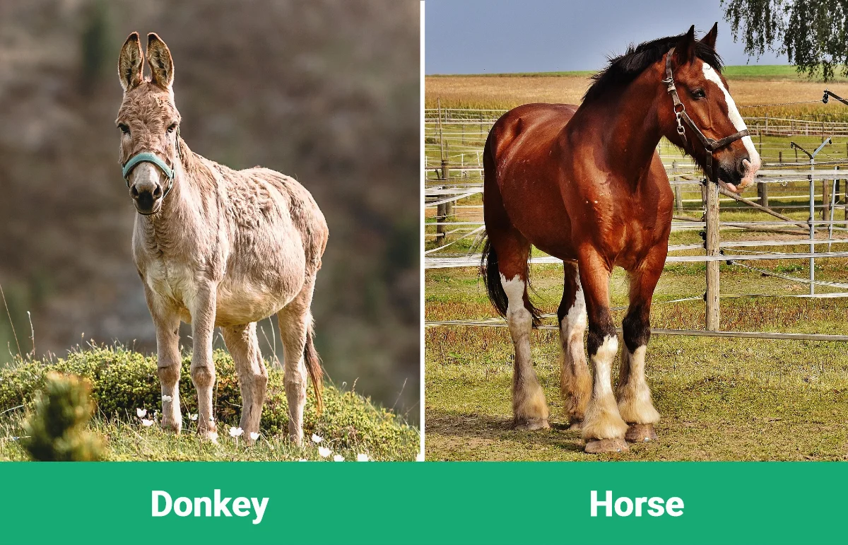 Donkey vs Horse - Visual Differences