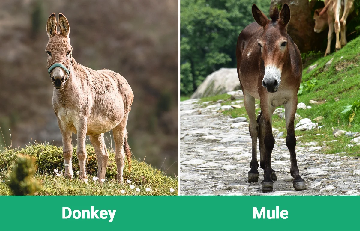 Donkey vs Mule - Visual Differences