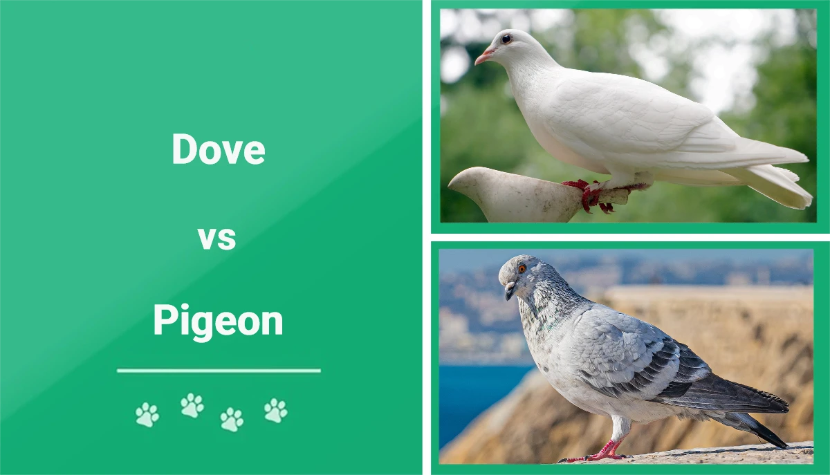Dove vs Pigeon - Featured Image