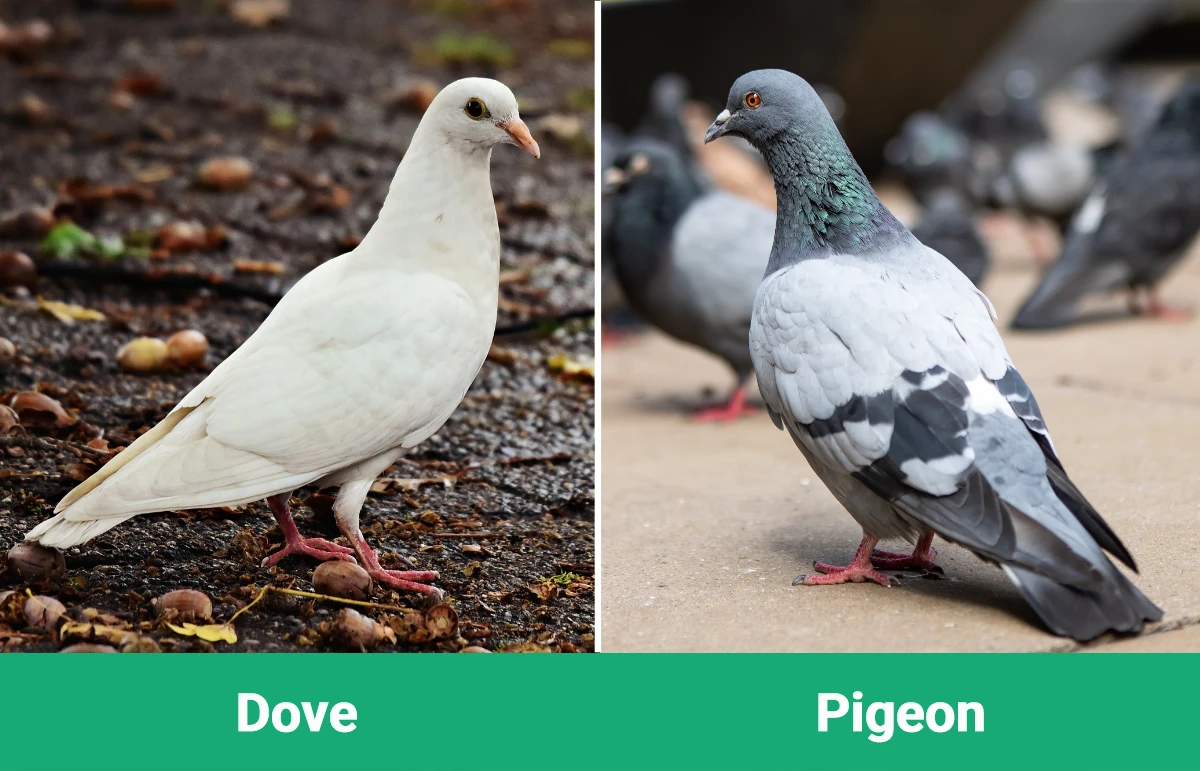 Dove vs Pigeon - Visual Differences