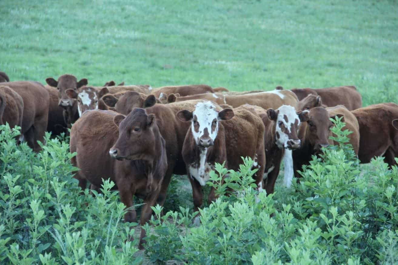Drakensberger Cattle