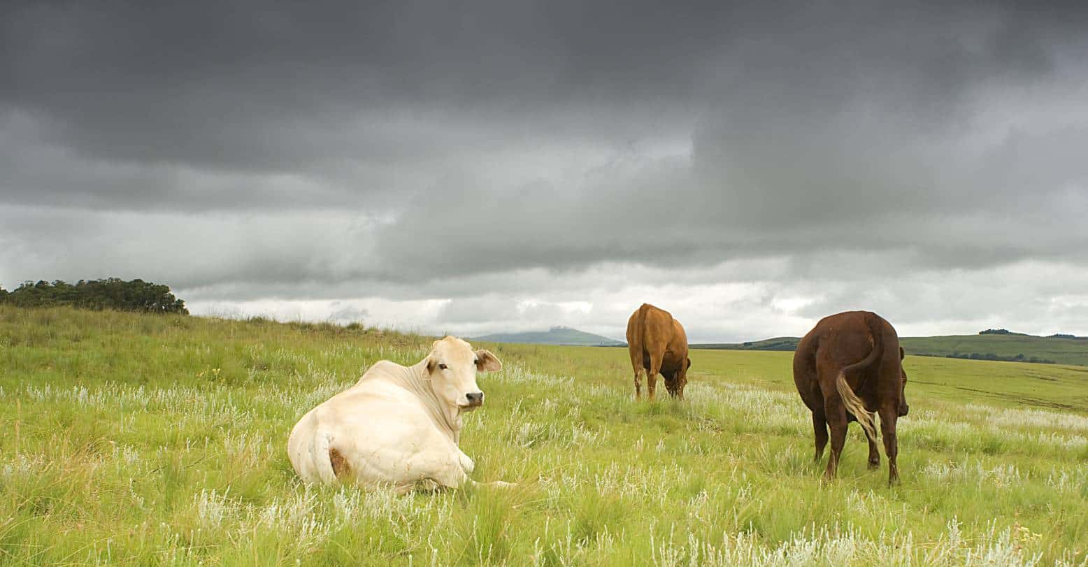 Drakensberger Cattle