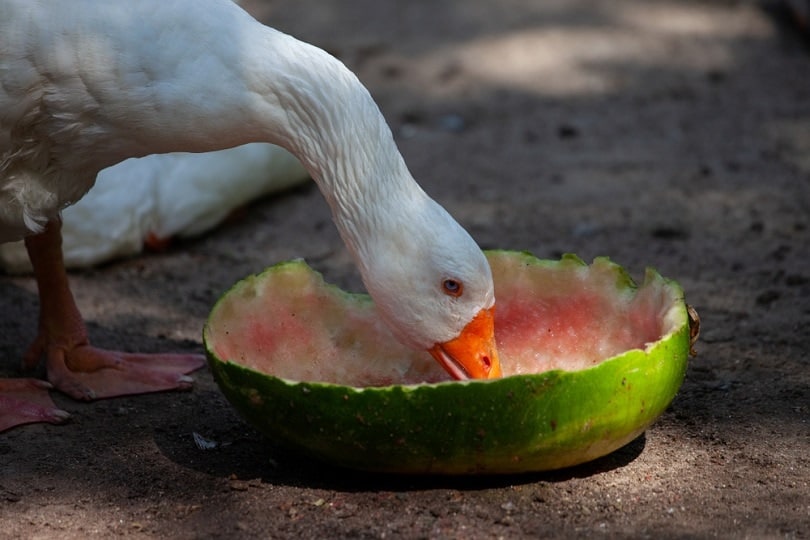Duck eating watermelon_PG Pew morris_shutterstock