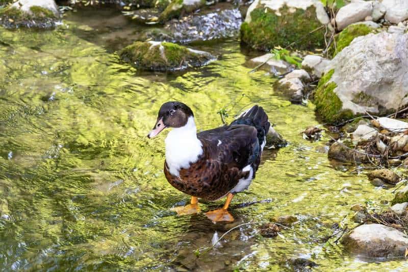 Duclair Duck in the Cerezuelo River in the town of Cazorla