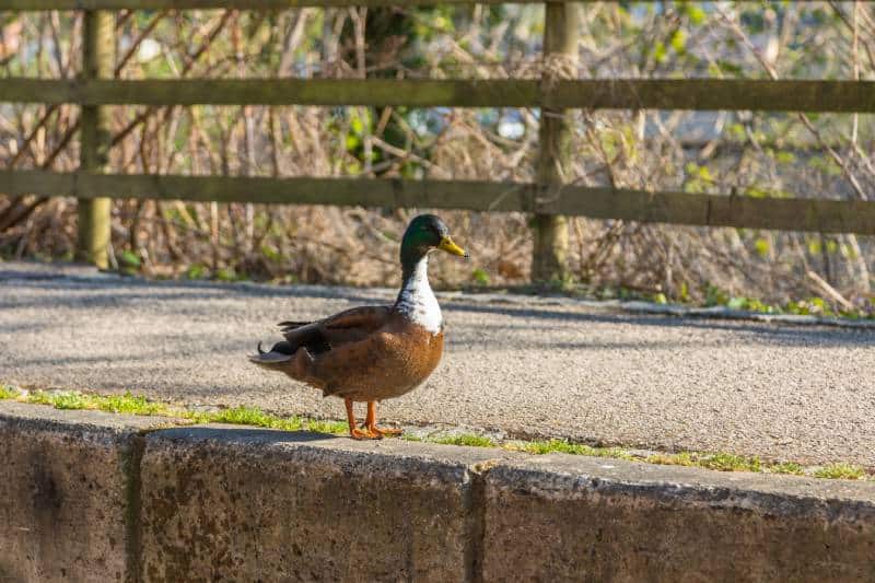 Duclair duck on the embankment of the canal in Llangollen