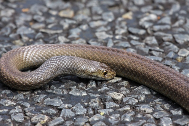 Dugite snake on gravel oad