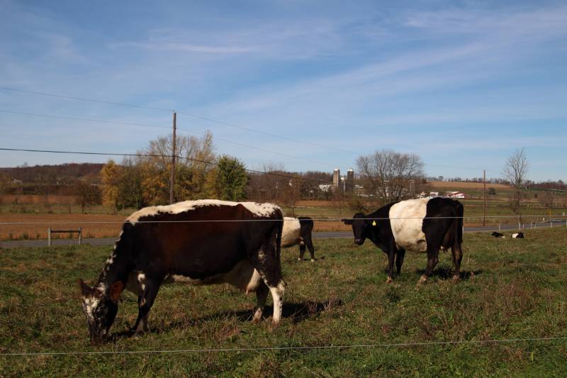 Dutch belted cattle and a lineback cow grazing