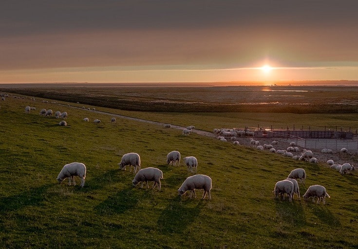 East Friesian Sheep and the sunset