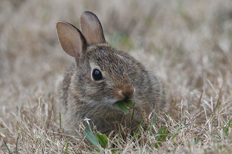 Eastern Cottontail Rabbit eating