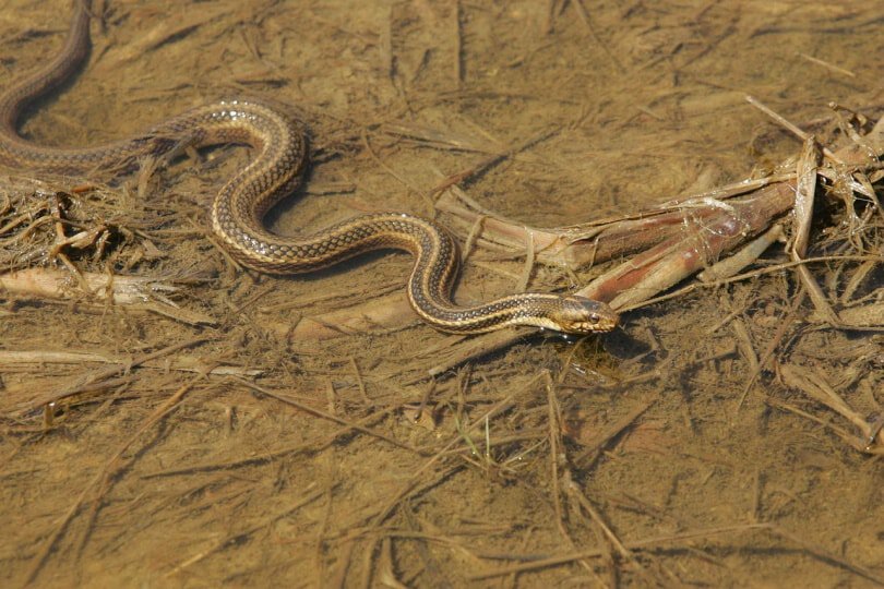 Eastern Garter Snake on the ground