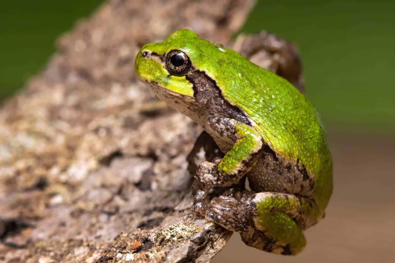 Eastern Gray Treefrog side view_Darren Brode_Shutterstock