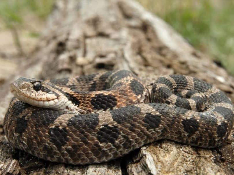 Eastern Hog-nosed Snake_Ryan M. Bolton_Shutterstock