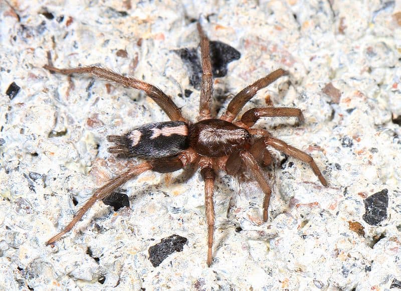 Eastern Parson Spider - Herpyllus ecclesiasticus, Woodbridge, Virginia