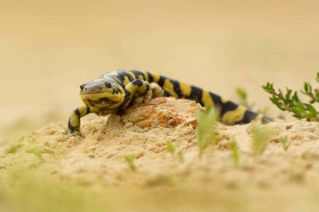 Eastern Tiger Salamander side view_Milan Zygmunt_Shutterstock