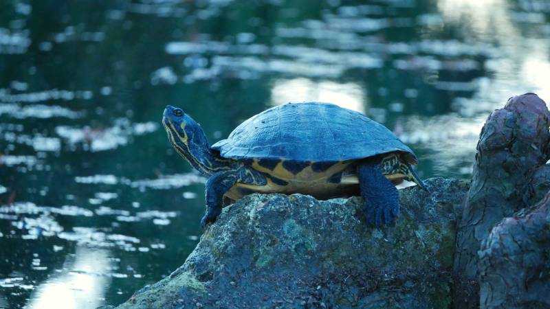 Eastern chicken turtle resting on a rock by a lake in Florida