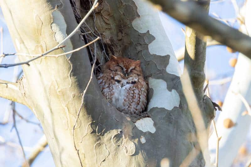 Eastern screech owl (Megascops asio) in red phase plumage roosts in a tree cavity