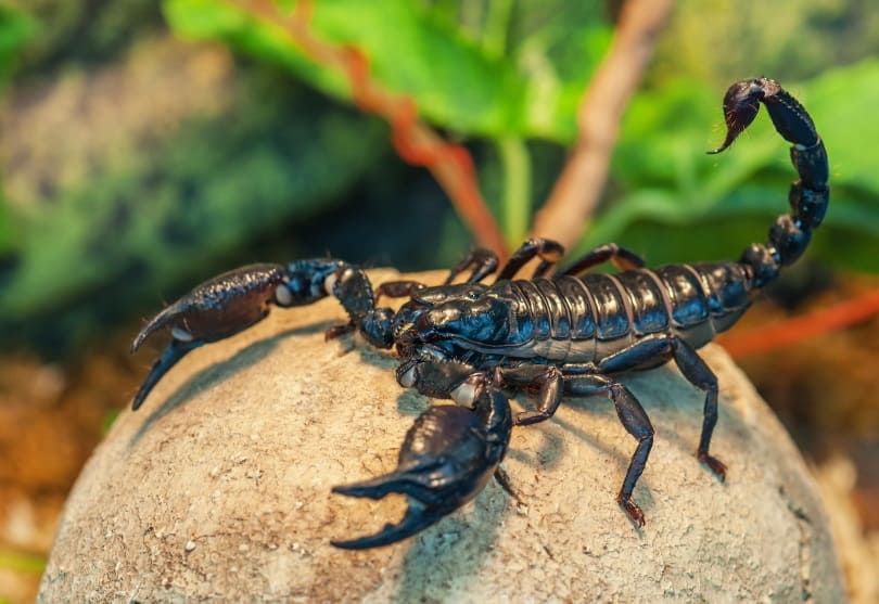 Emperor scorpion