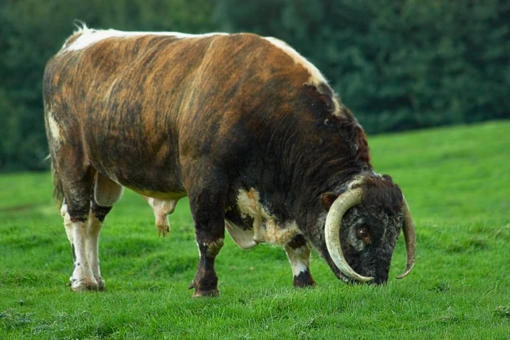English Longhorn bull, Quenby