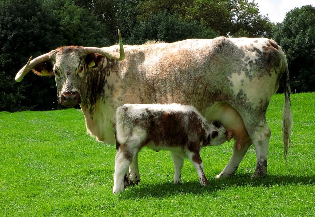English Longhorn cow and calf
