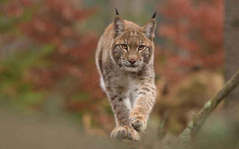 Erurasian Lynx