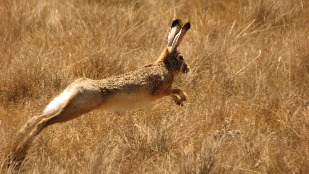 Ethiopian Highland Hare (Lepus starcki) running