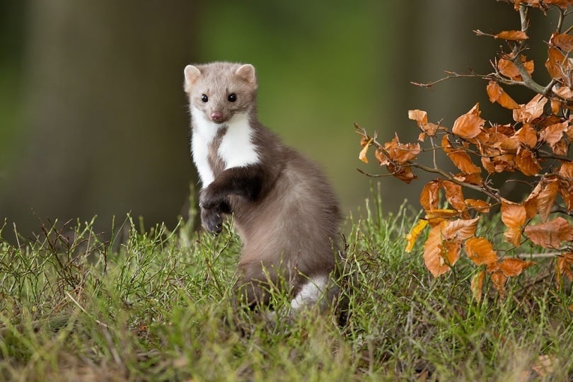 European pine marten weasel