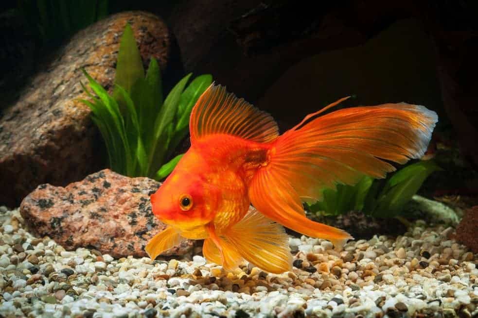 Fantail Goldfish Side view