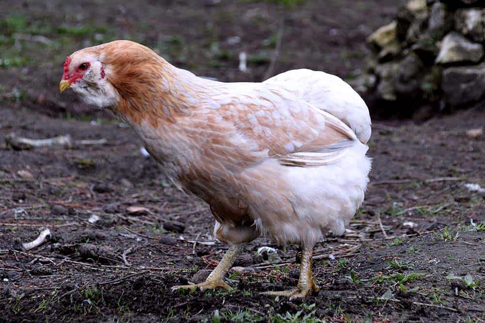 Female Araucana chicken breed in the garden