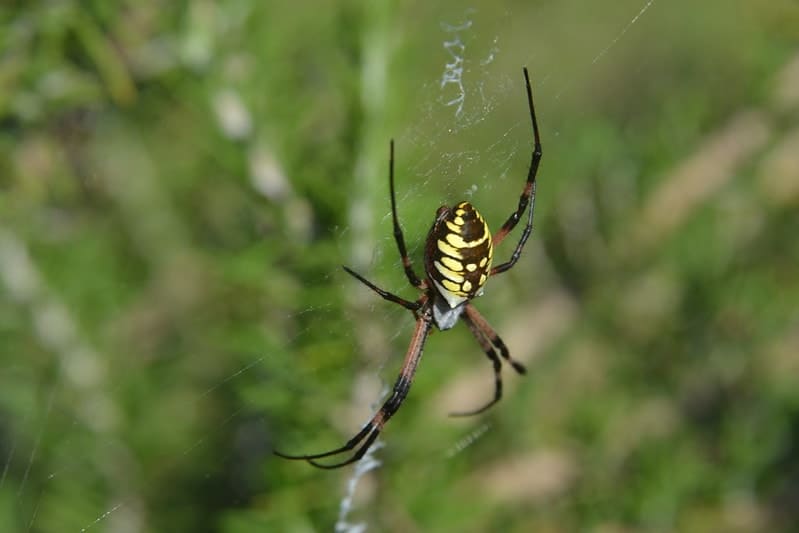 Female Argiope Aurantia (Black and Yellow Garden Spider)