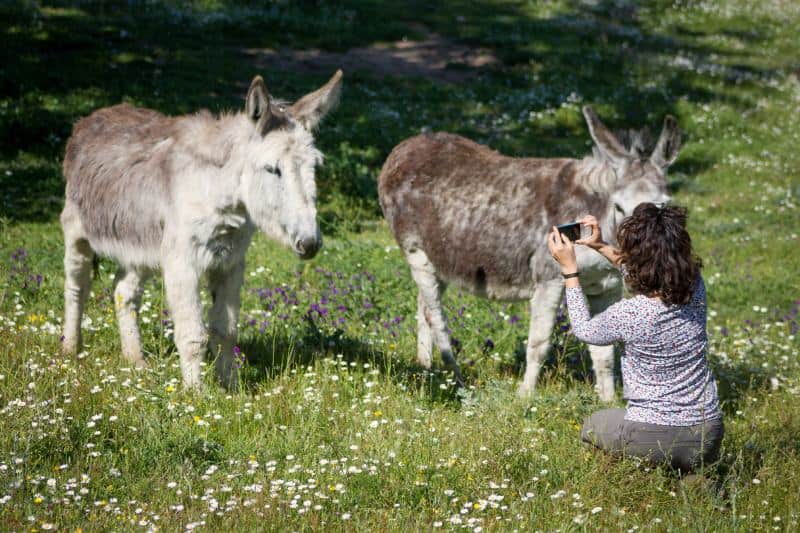 Female in spring photographing two andalusian donkeys