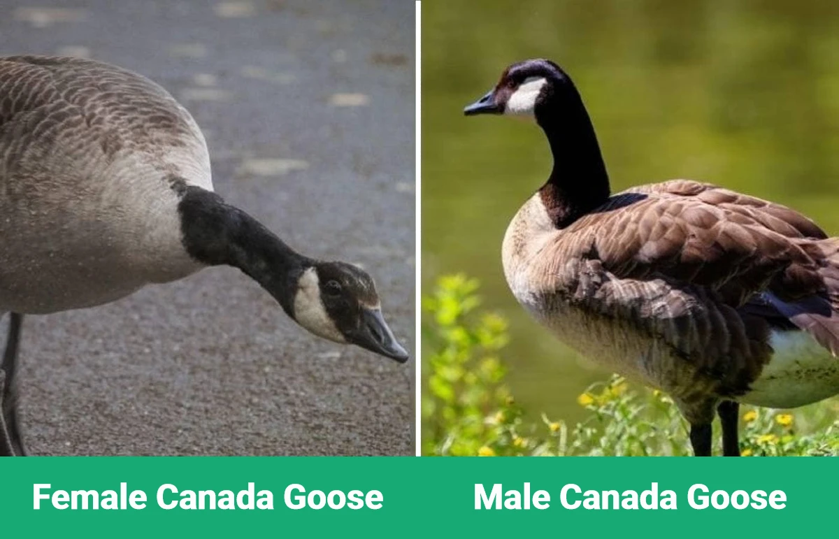 Female vs Male Canada Goose - Visual Differences